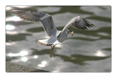 Spauskite peržiūrėti tikro dydžio