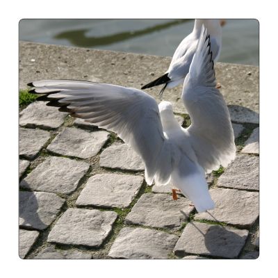 Klikk for å vise bildet i full størrelse