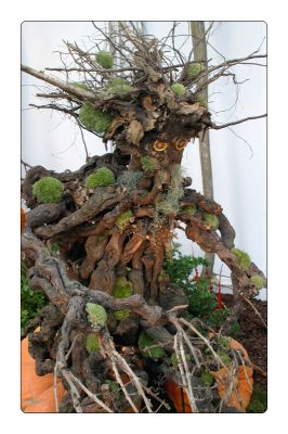 Clicca per l'immagine full size