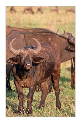 Klik for at se fuld størrelse billede