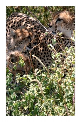 คลิ๊กเพื่อดูขนาดภาพเต็ม