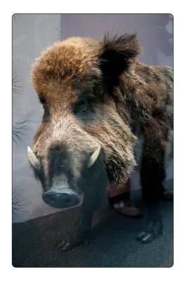 Kliknite pre zobrazenie v plnom rozlíšení