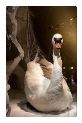 اضغط لتكبيـر الصورة