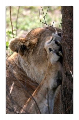 Кликни за слику у пуној величини