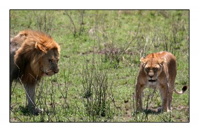 คลิ๊กเพื่อดูขนาดภาพเต็ม