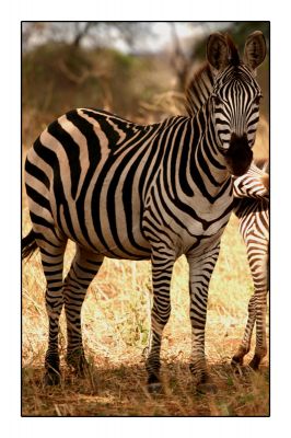 Cliciwch i weld y delwedd faint-llawn