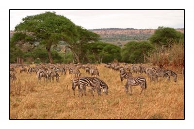 Spauskite peržiūrėti tikro dydžio