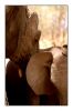 Elephants_0025.jpg