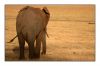 Elephants_1322.jpg