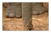 Elephants_1469.jpg