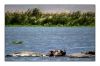 Hippo_0531.jpg